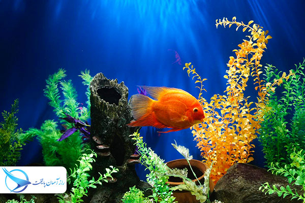 qeshm_aquarium1