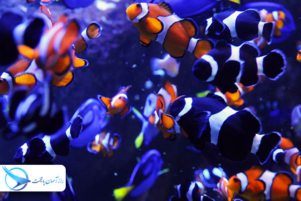 qeshmaquarium2
