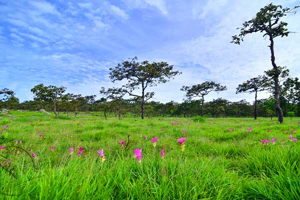 NationalParkofThailand