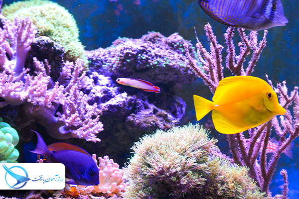 qeshmaquarium4