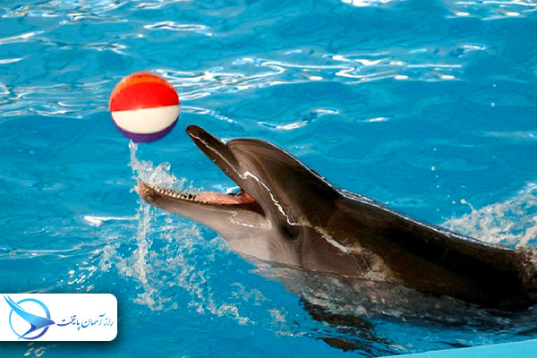 dolfinariumbatumi5