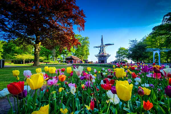 TraveltotheNetherlandsthelandofflowers